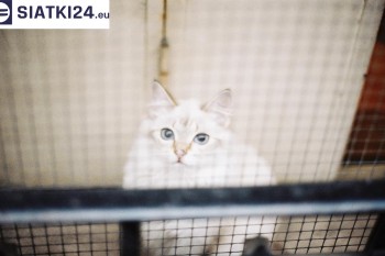 Siatki Łęczyca - Zabezpieczenie balkonu siatką - Kocia siatka - bezpieczny kot dla terenów Łęczycy